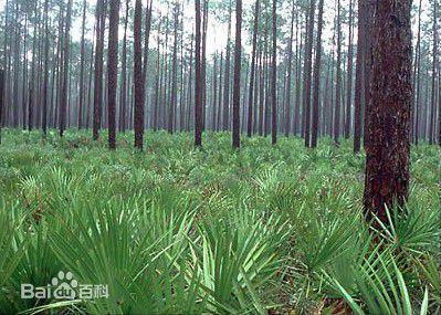 Djelotvornost Saw Palmetto ekstrakt voća