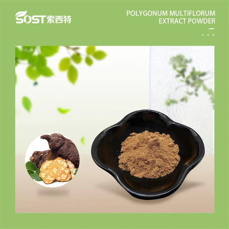 Polygonum Multiflorum Extract Powder